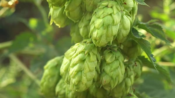hops needed to make beer
