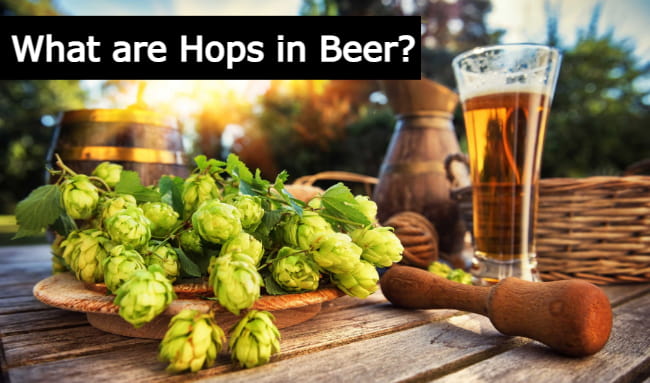 what are hops in beer