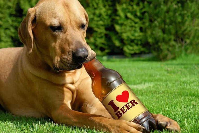 Why do dogs like beer