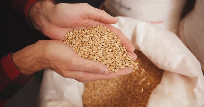  what is malt barley 